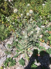 Cirsium inamoenum