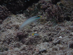 Valenciennea strigata