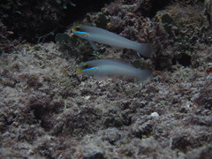 Valenciennea strigata