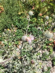 Cirsium inamoenum
