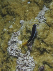 Ecsenius bicolor