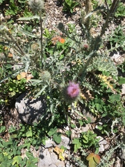 Cirsium inamoenum