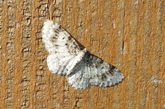 Hydrelia lucata