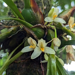 Maxillaria hedwigiae