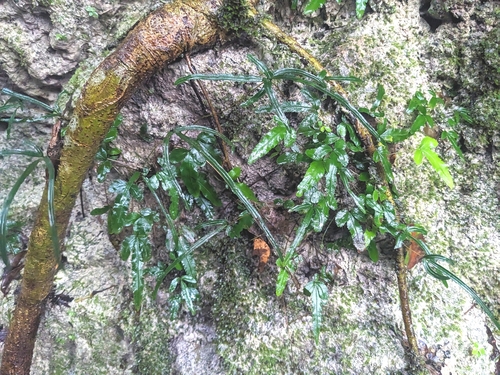 Pteris ryukyuensis iNat (3)