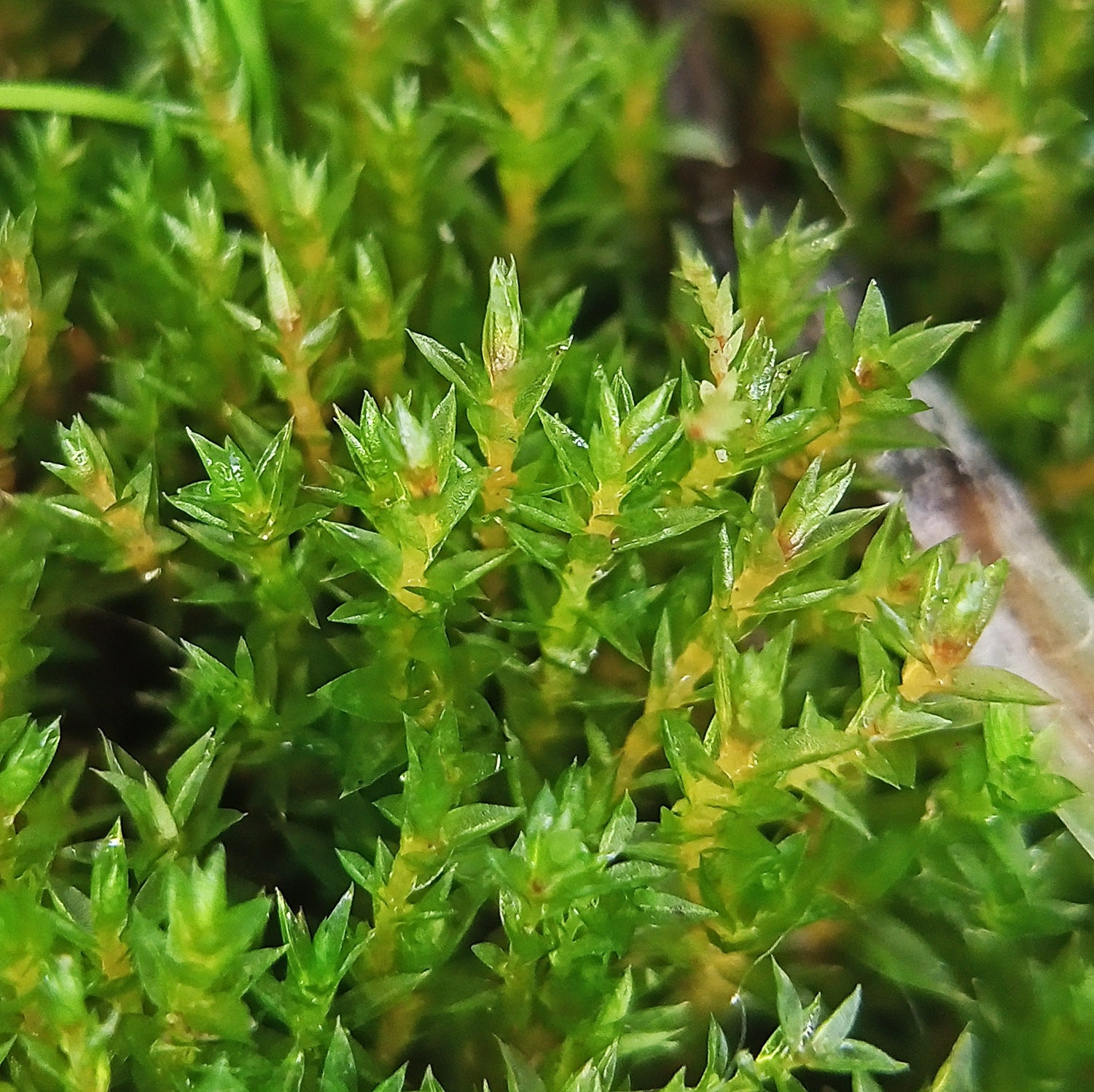 Ptychostomum turbinatum