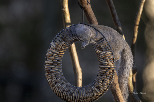 Eastern Gray Squirrel photographed in South Carolina