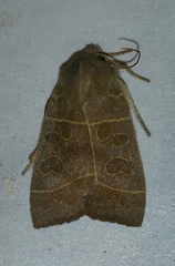 Ipimorpha pleonectusa