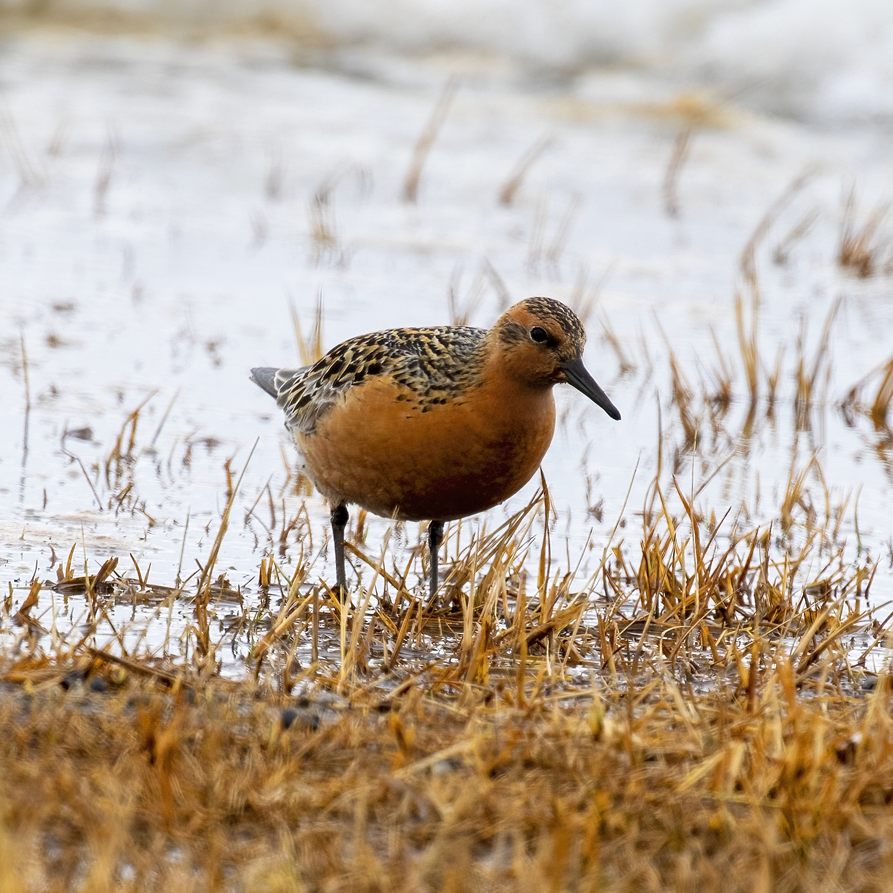 Red Knot (Calidris canutus)