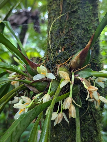 Maxillaria hedwigiae, photograph 1