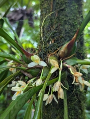 Maxillaria hedwigiae, photograph (c) Logan J.L. Bradley, some rights reserved (CC BY)