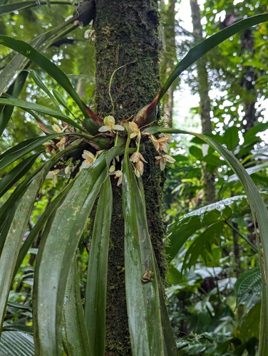 Maxillaria hedwigiae, photograph 2