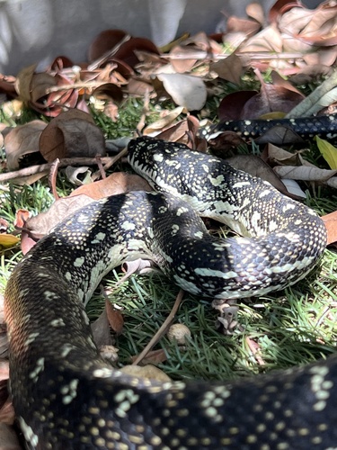 Diamond Python sighting