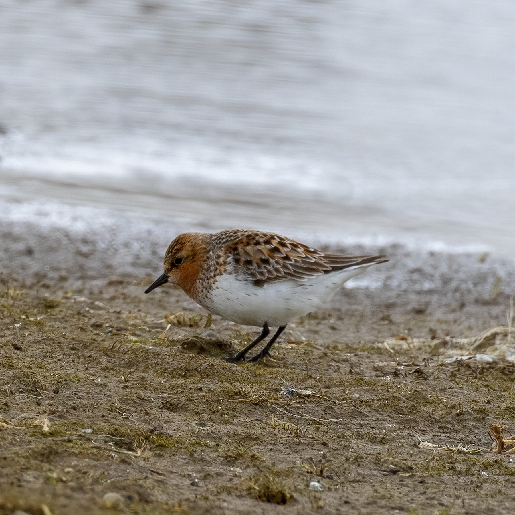 Red-necked Stint (Calidris ruficollis)