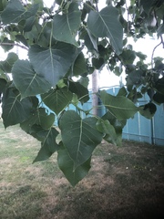 Populus deltoides