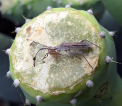 Chariesterus antennator