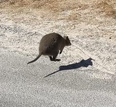 Quokka photo 5