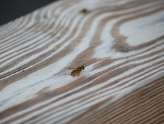 Parhelophilus integer