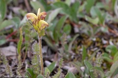 Pedicularis capitata