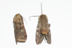 Diarsia jucunda