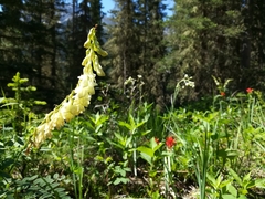 Hedysarum sulphurescens