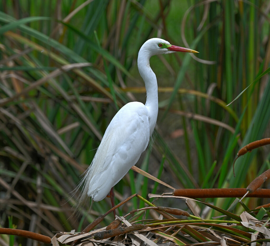 Plumed Egret (Ardea plumifera) photo