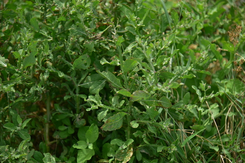 Sphaeranthus africanus observed 2024-12-22