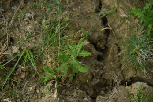 Sphaeranthus africanus observed 2024-12-22