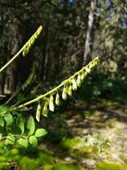 Hedysarum sulphurescens
