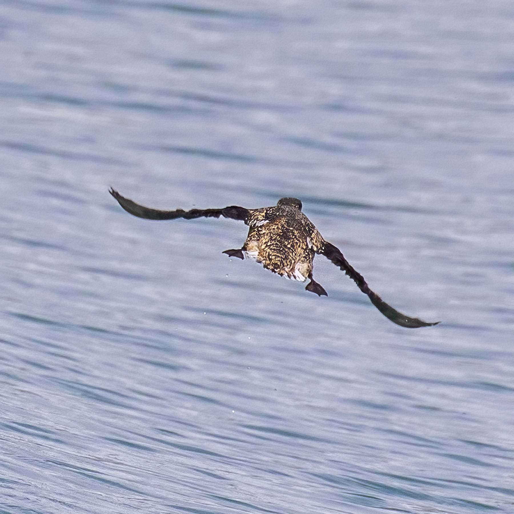 Kittlitz's Murrelet (Brachyramphus brevirostris)