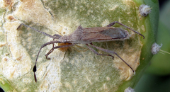 Chariesterus antennator