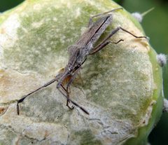 Chariesterus antennator