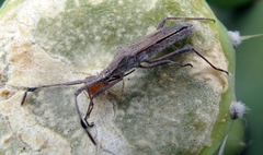 Chariesterus antennator