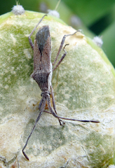 Chariesterus antennator