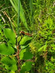 Sympetrum rubicundulum