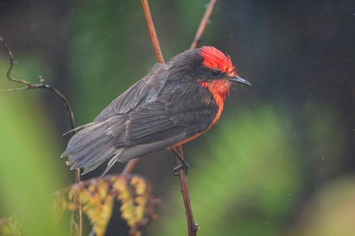 Brujo Flycatcher (Pyrocephalus nanus), photo 10