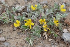 Potentilla pulchella