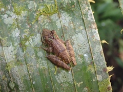 Scinax garbei