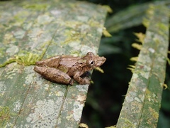 Scinax garbei