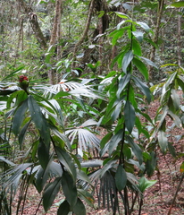 Costus laevis