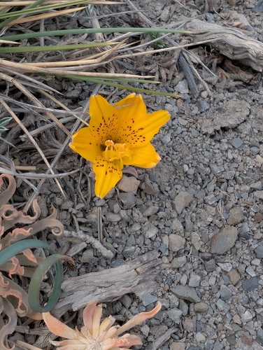 Alstroemeria patagonica (Alstroemeria patagonica)