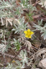 Potentilla pulchella