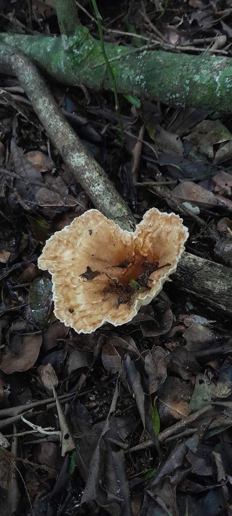 Cymatoderma caperatum · December 2024 · photo: © danialdias (iNaturalist, cc-by-sa)
