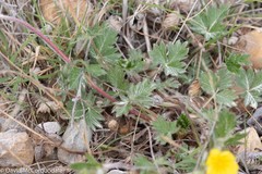 Potentilla arenosa