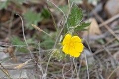 Potentilla arenosa