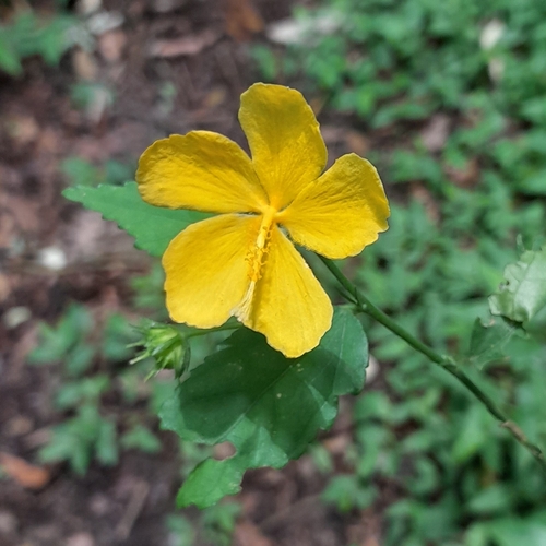 Image of Pavonia sepium by (c) Daniel Dias, some rights reserved (CC BY-SA)
