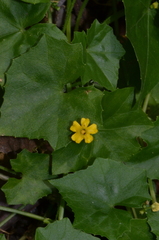 Scopellaria marginata penangense