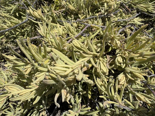 Guichenotia ledifolia (Guichenotia ledifolia)