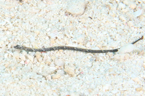 Gray's pipefish (Halicampus grayi) — Syngnathidae — 3