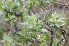 Salix richardsonii